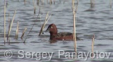 Video of Ferruginous Duck - Ferruginous Duck in early spring in shabla lake